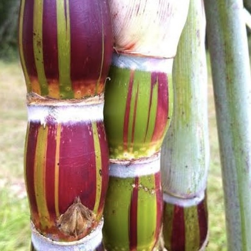 Bibit Tanaman Tebu Pelangi / Tebu Rainbow