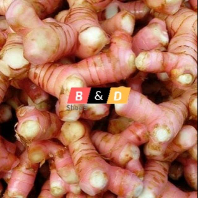 

Lengkuas Laos Segar Rempah-Rempah Netto 1 Kg.
