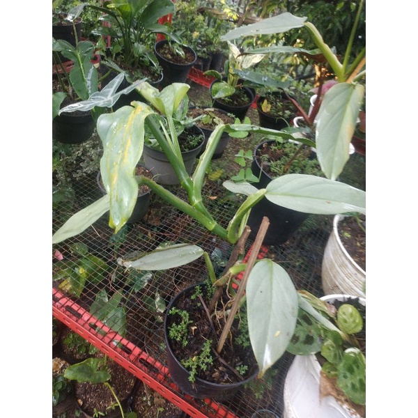 Tanaman Hias Koleksi Philodendron Violin Variegata