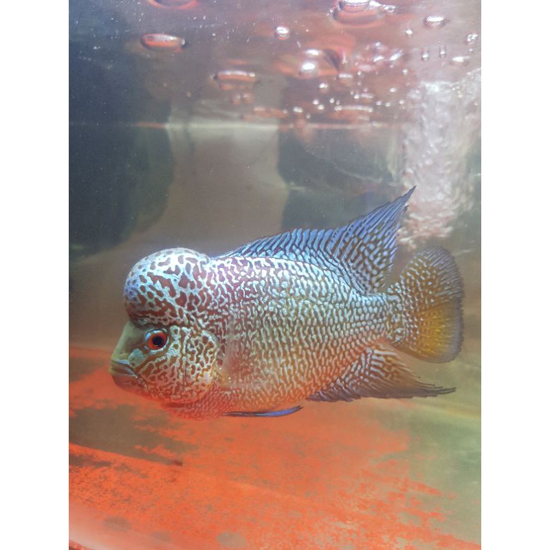 

ikan hias burayak lohan