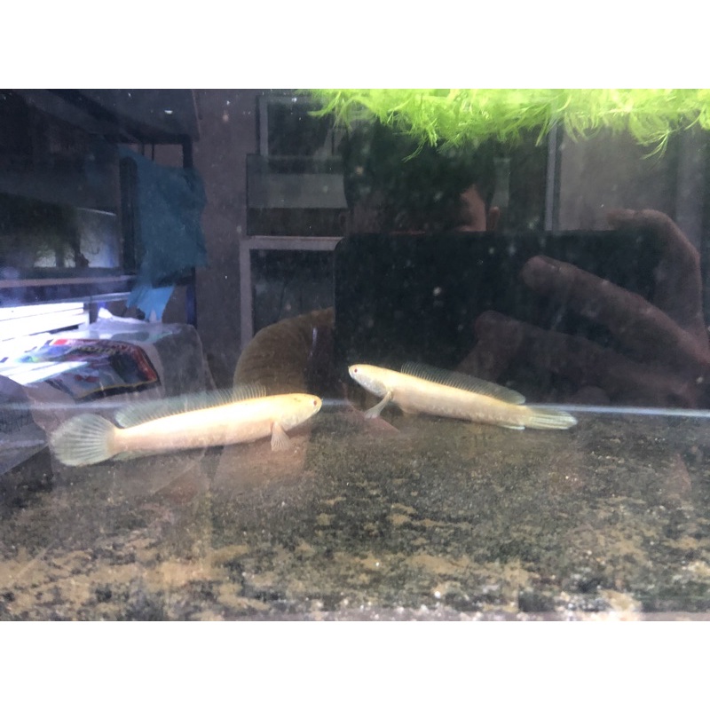 Striata Albino Proven