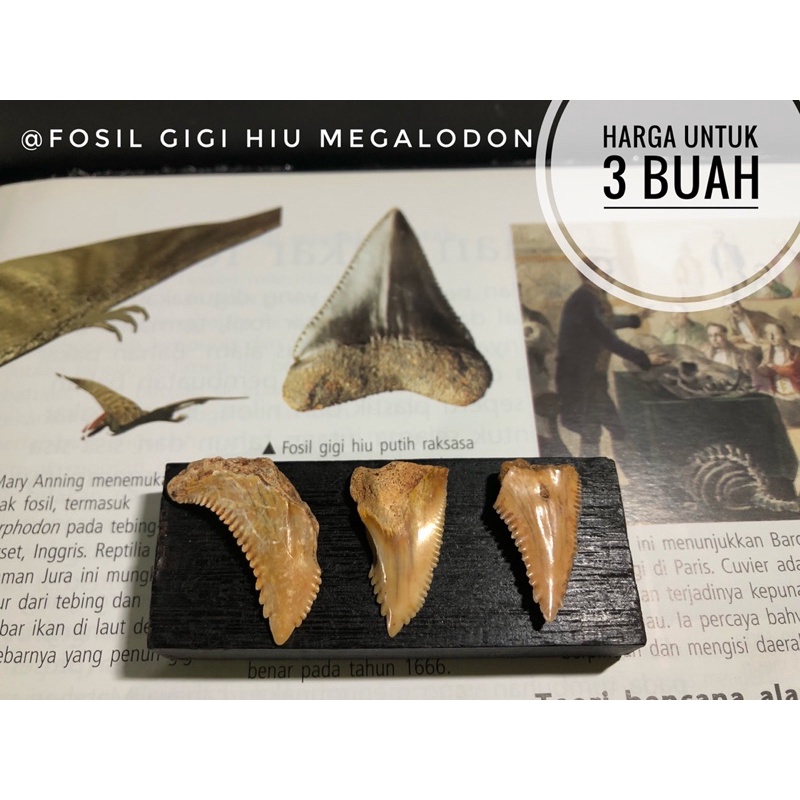 Fosil gigi hiu megalodon H20 atau fosil taring hiu atau fosil ikan