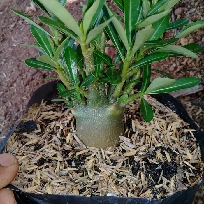 TANAMAN HIAS ADENIUM CABANG SERIBU WHITE LOVE