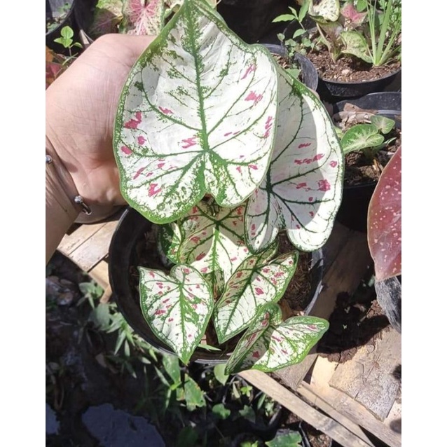 caladium strawberry star