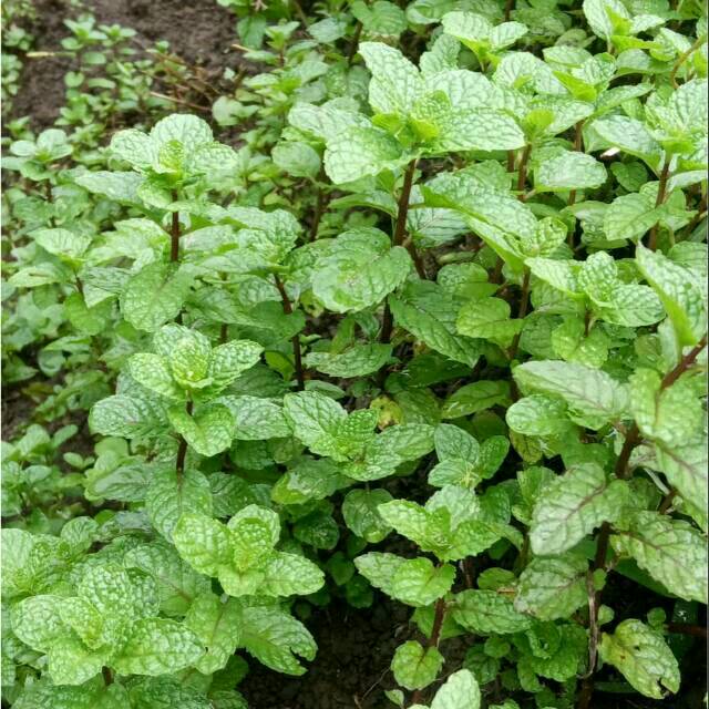 

Promo daun mint / karesment 1000gram fres segar