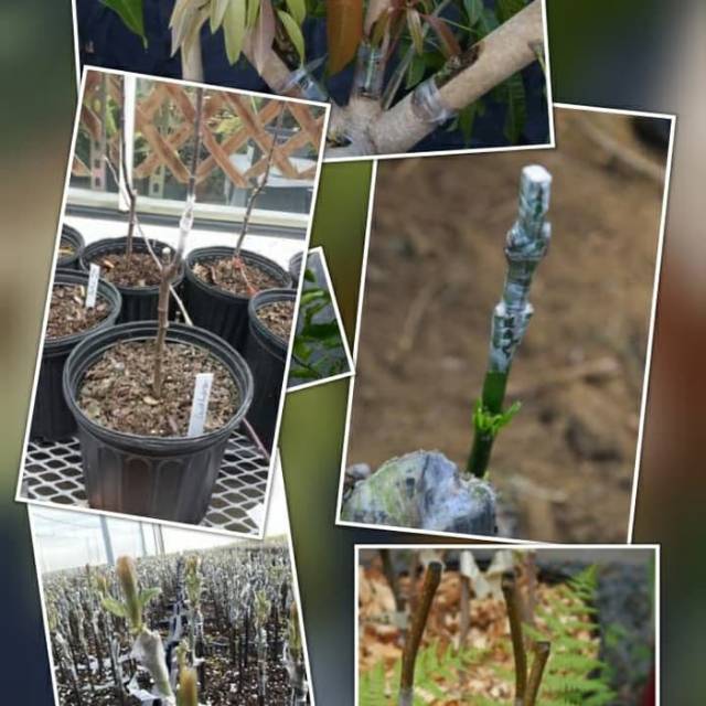 Plastik Okulasi PE 02... Panjang 7 Meter