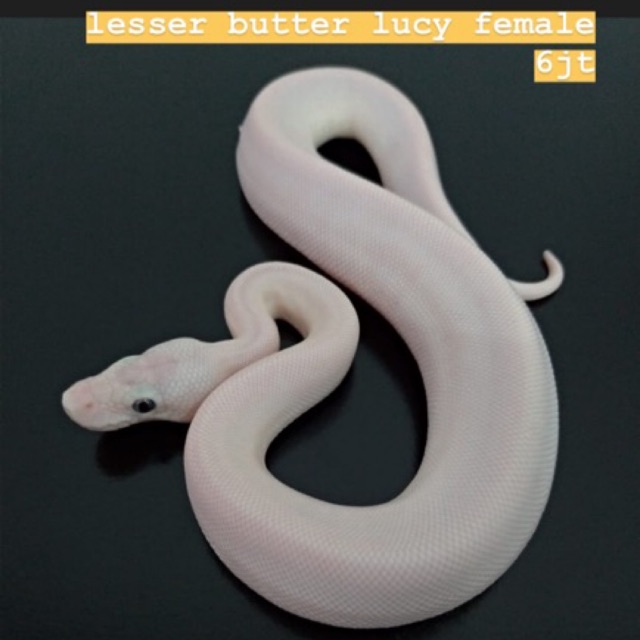 Ball Phyton Lucy Uler Putih Shopee Indonesia