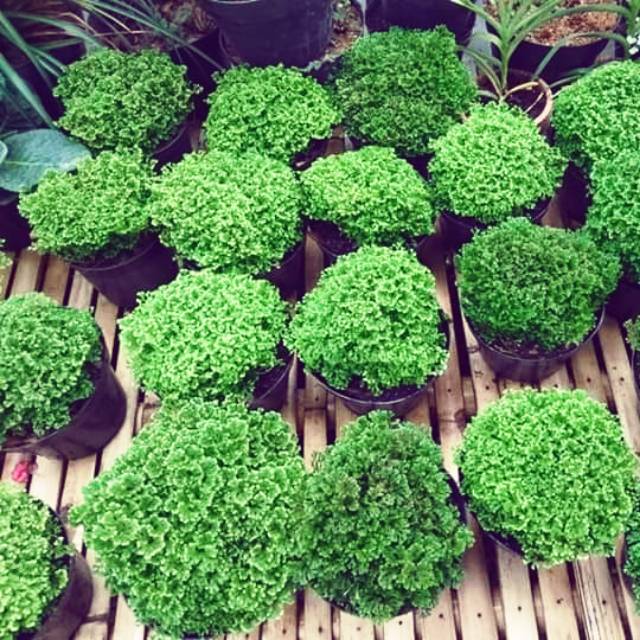 Beginilah Gambar Tanaman Hias Rumput Paling Dicari - Informasi Seputar