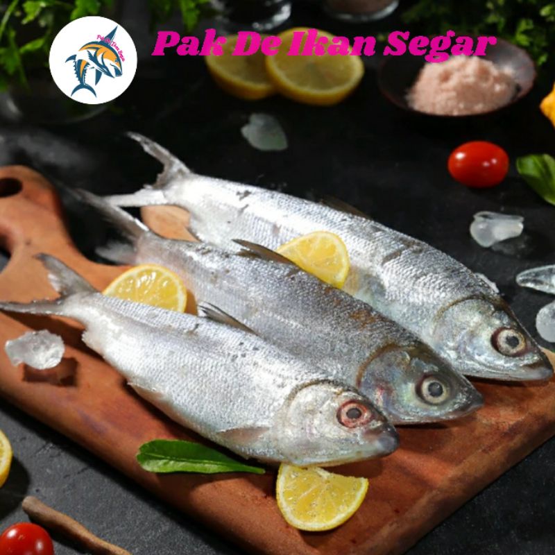 

Ikan Bandeng Segar. 1-5 ekor per kg