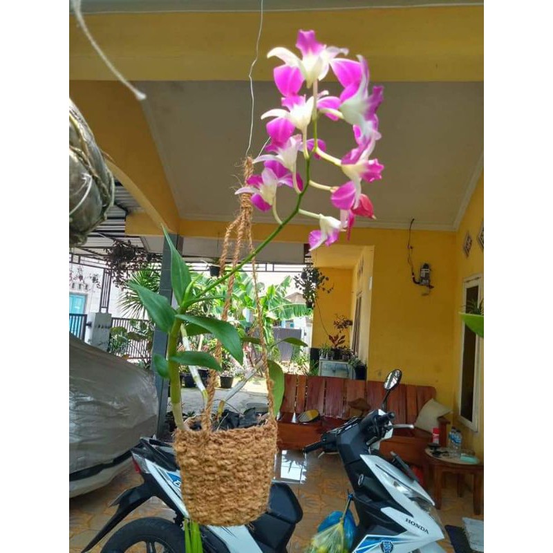 ( BISA COD ) Pot gantung sabut kelapa / pot anggrek gantung / pot sabut kelapa