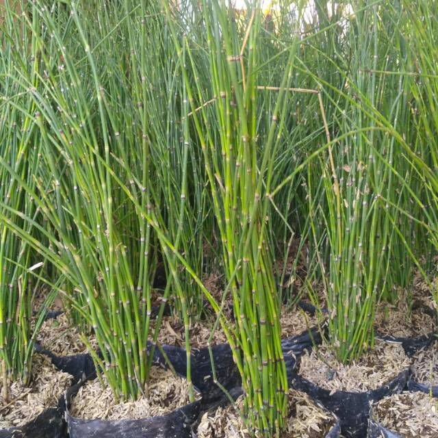 Tanaman hias bambu air - tanaman pot bambu air