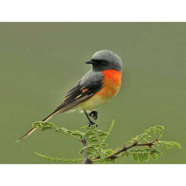 Mengenal Burung Yuhina Kalimantan Yang Mirip Dengan Cucak Jenggot Burung Kalimantan Jenggot