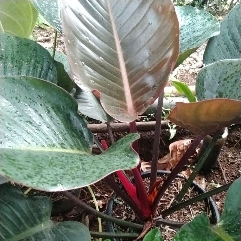 Philodendron red congo