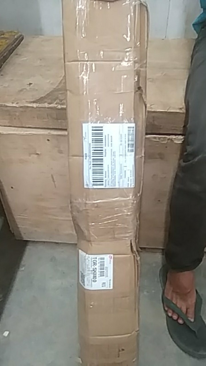 Bibit Jambu Air Madu Susu