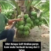 Bibit Kelapa Hiaju Hibrida kelapa genjah super murah