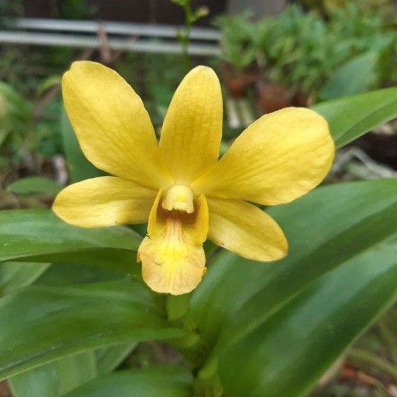 Anggrek Dendrobium Sure Gold
