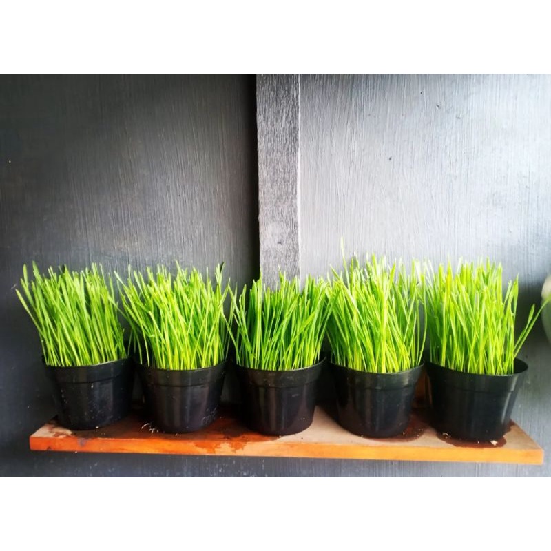 RUMPUT GANDUM / WHEATGRASS