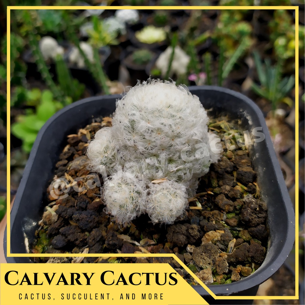 Kaktus Plumosa Putih (Import Thailand) CLUSTER / White Mammillaria plumosa