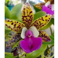 ANGGREK CATTLEYA WAINAE LEOPARD DEWASA (165k)