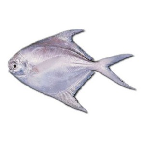 

Bawal Laut / kg #Seafood #Segar #Online #Bandung #Cimahi