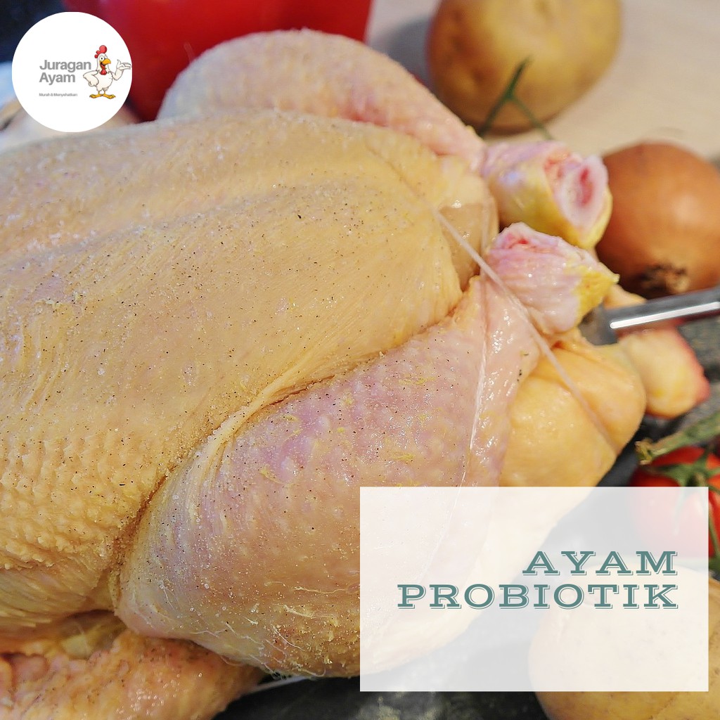 

Ayam Broiler Probiotik