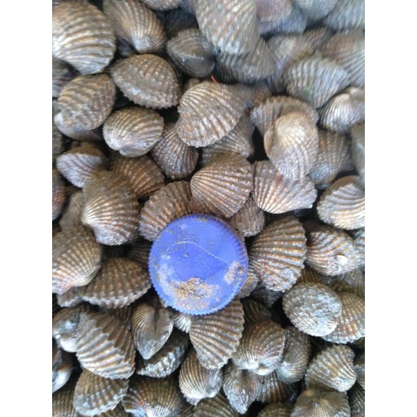 

KERANG DARA LAMPUNG
