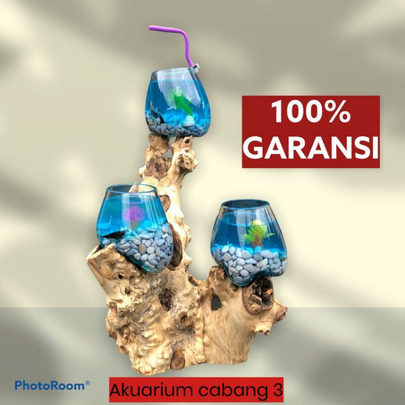 Aquarium ikan cupang cabang 3 / akuarium unik / akuarium dekorasi rumah / aquascape