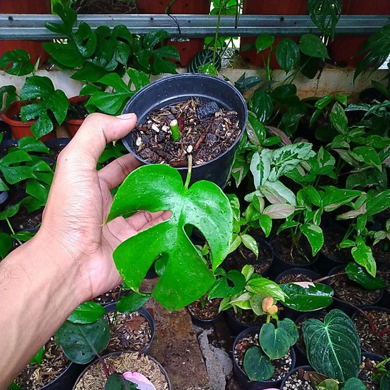 Raphidopora Tetrasperma