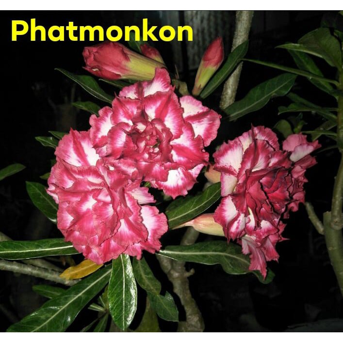 Adenium Bunga Tumpuk Phetmonkon PMK