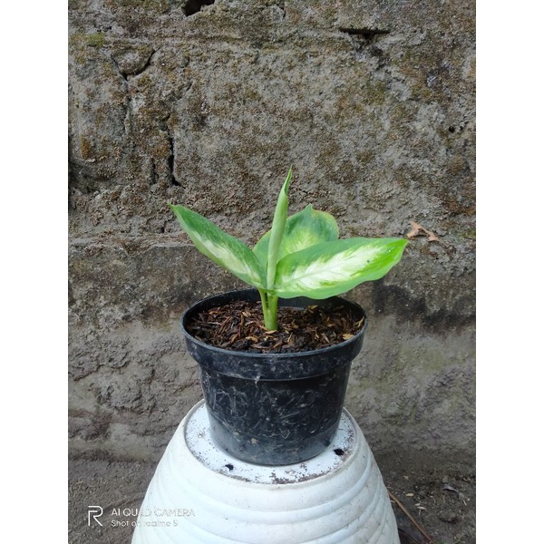 aglonema tisu bangkok