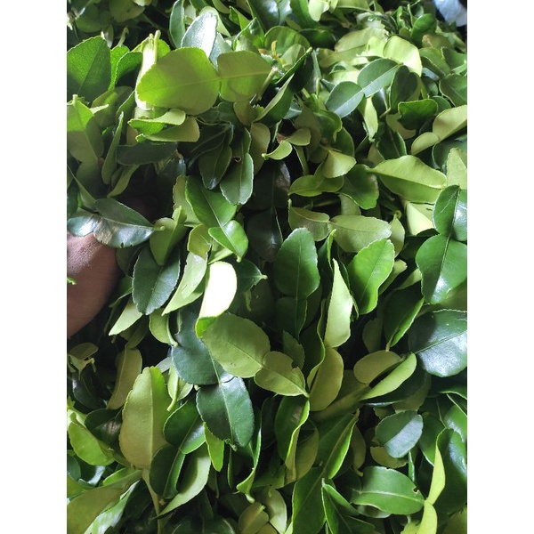 

Daun Jeruk