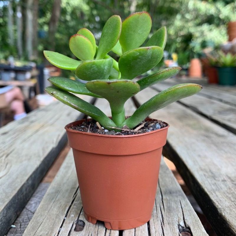 Sukulen Bibit Jade Plant Bahan Bonsai | Jade Plant Murah