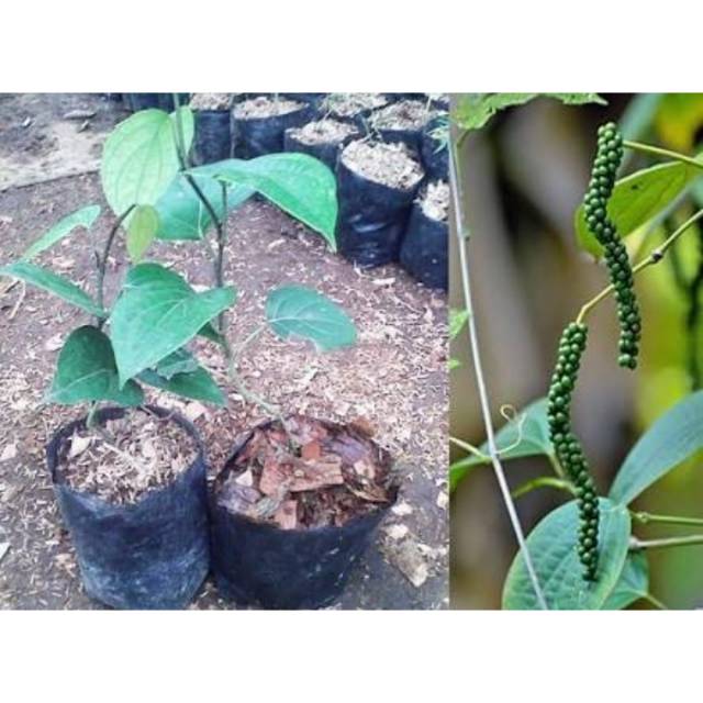 Bibit Tanaman Lada Rambat Lada Panjat