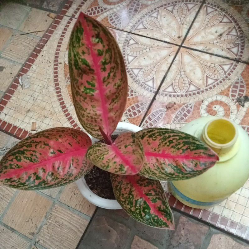 aglonema Widuri merah daun mangkoki Riel pitc