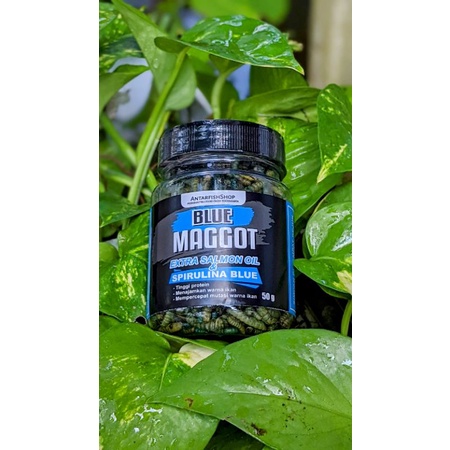 pakan ikan predator channa Blue Maggot Bsf Pro++ BLUE BOOSTER 50gr