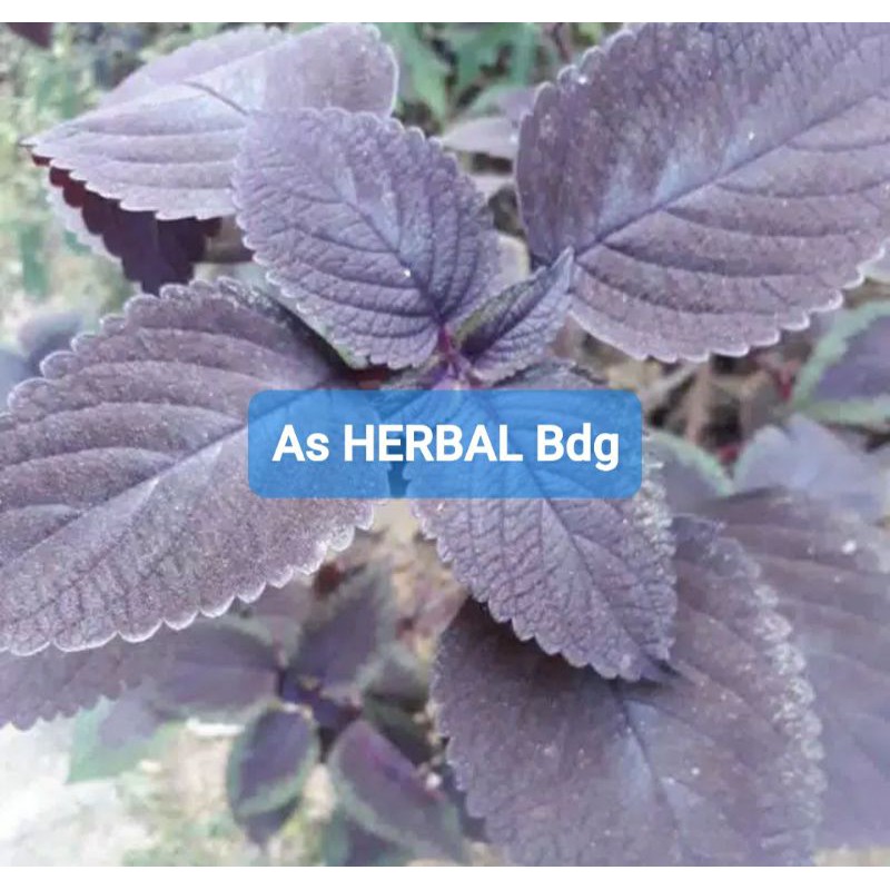 

Paket 5 kg daun iler atau jawer kotok segar ready-az