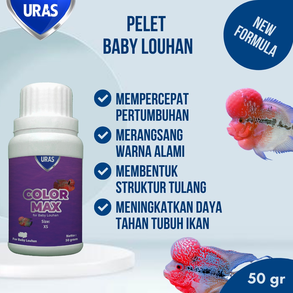 Pakan Pelet Ikan untuk Warna with Spirulina for Baby Louhan Lohan SRD Kamfa Cencu Bonsai Ori Thailan
