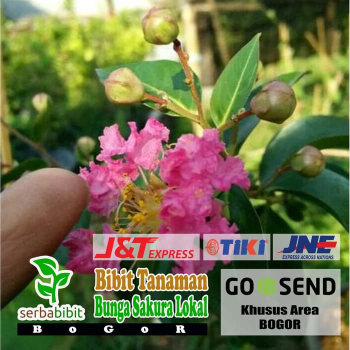 Bibit Pohon Bunga Sakura Lokal - Sakura Pink