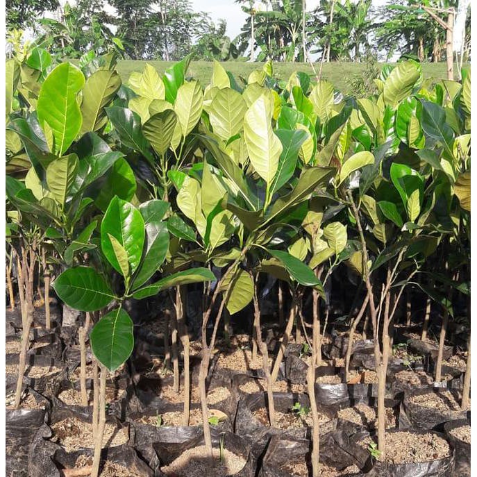 $_$ 3 Bibit Cempedak Merah Super King @_@