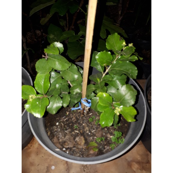 Bibit tanaman buah ceri jepang-cherry jepang