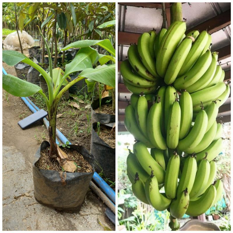 Bibit Pisang Ambon Super