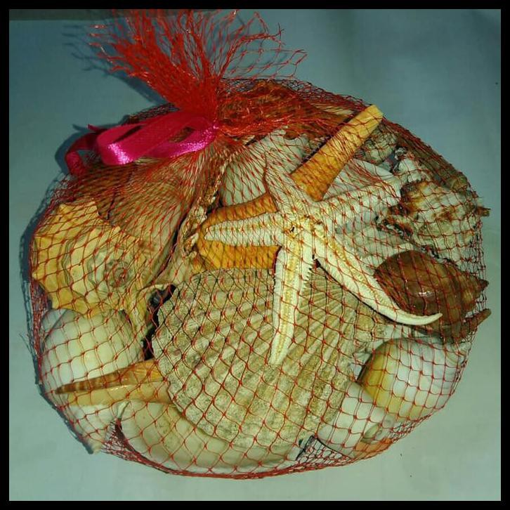 Terlaris Hiasan Aquarium Ikan Hias Kerang Fosil