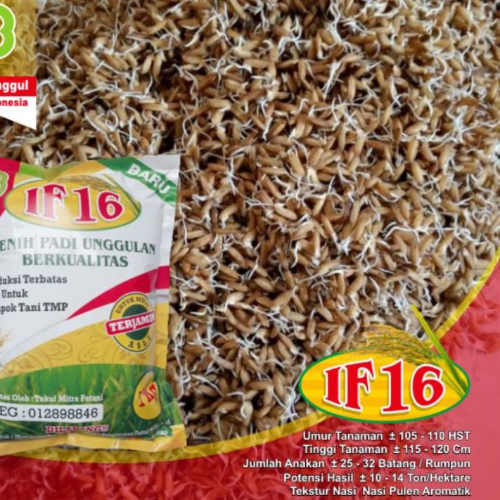 ❀ Benih Padi IF 16 / Bibit Padi IF 16 AB2TI ♂