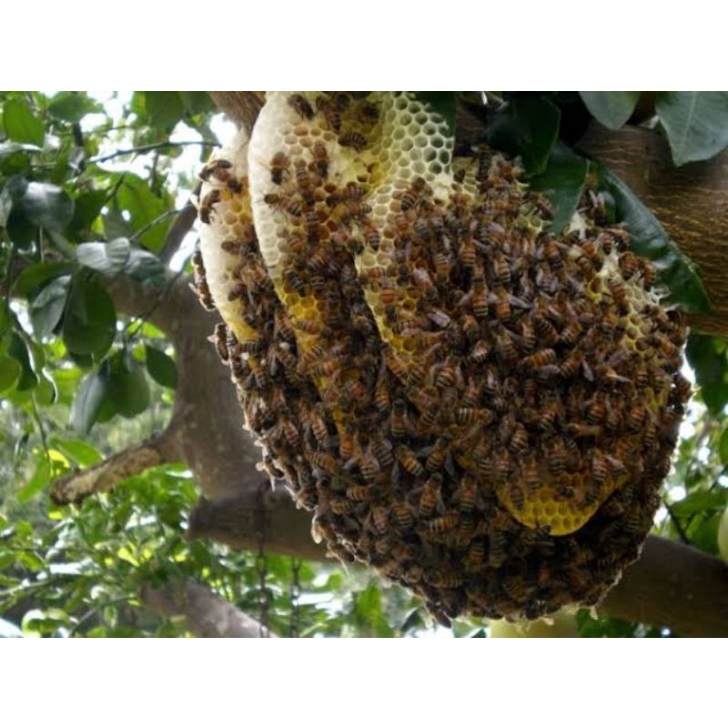 

madu lebah ori madu asli lebah hutan madu lebah ori madu ori madu asli madu sialang madu hutan asli