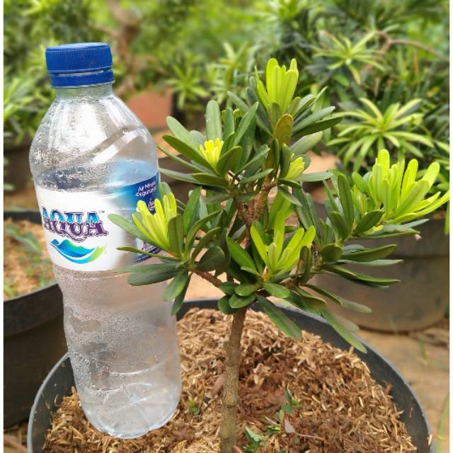 Bibit bonsai lohansung cincuan / bibit bahan bonsai / tanaman hias lohansung cincuan / lohansung