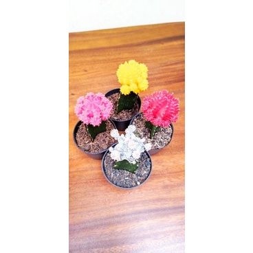 Kaktus Gymno Import besar