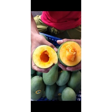 

mangga alpukat klonal 21 asli bangil