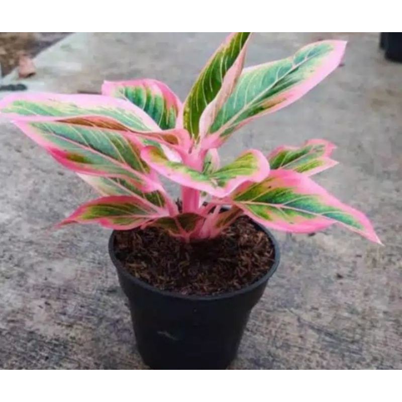 Bonggolan Aglonema Lotus