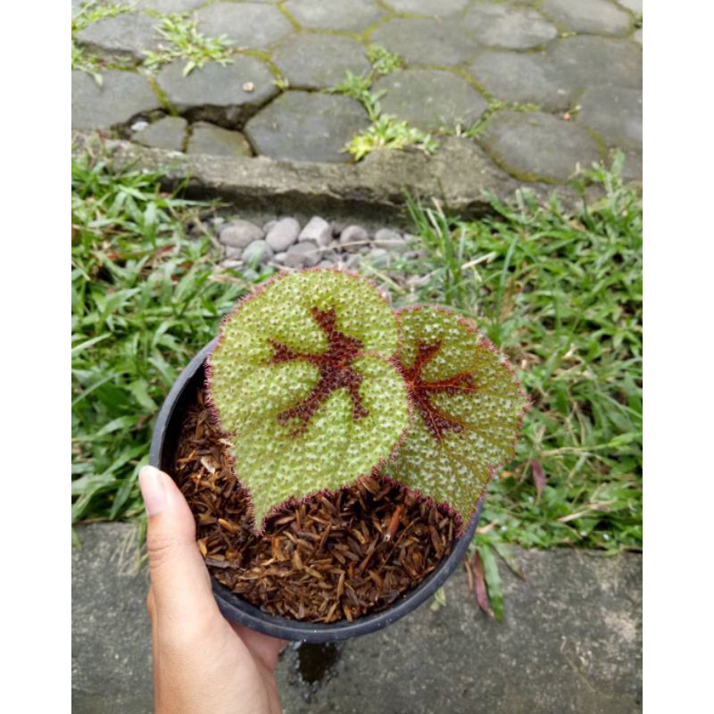 tanaman hias begonia iron cross / begonia tapak macan