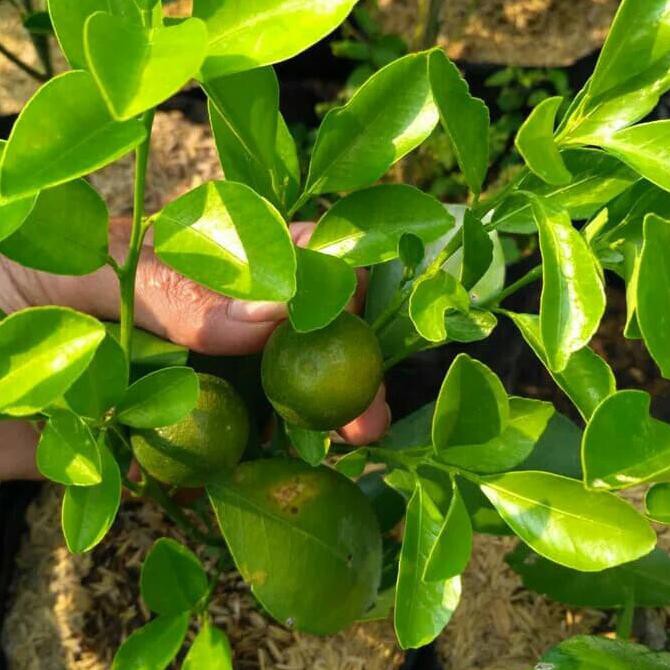 BIBIT BUAH PAKET 3 BIBIT TANAMAN BUAH JERUK KASTURI / KALAMANSI $_$